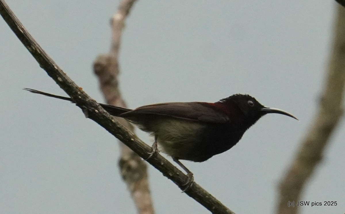 Black-throated Sunbird - ML637139130