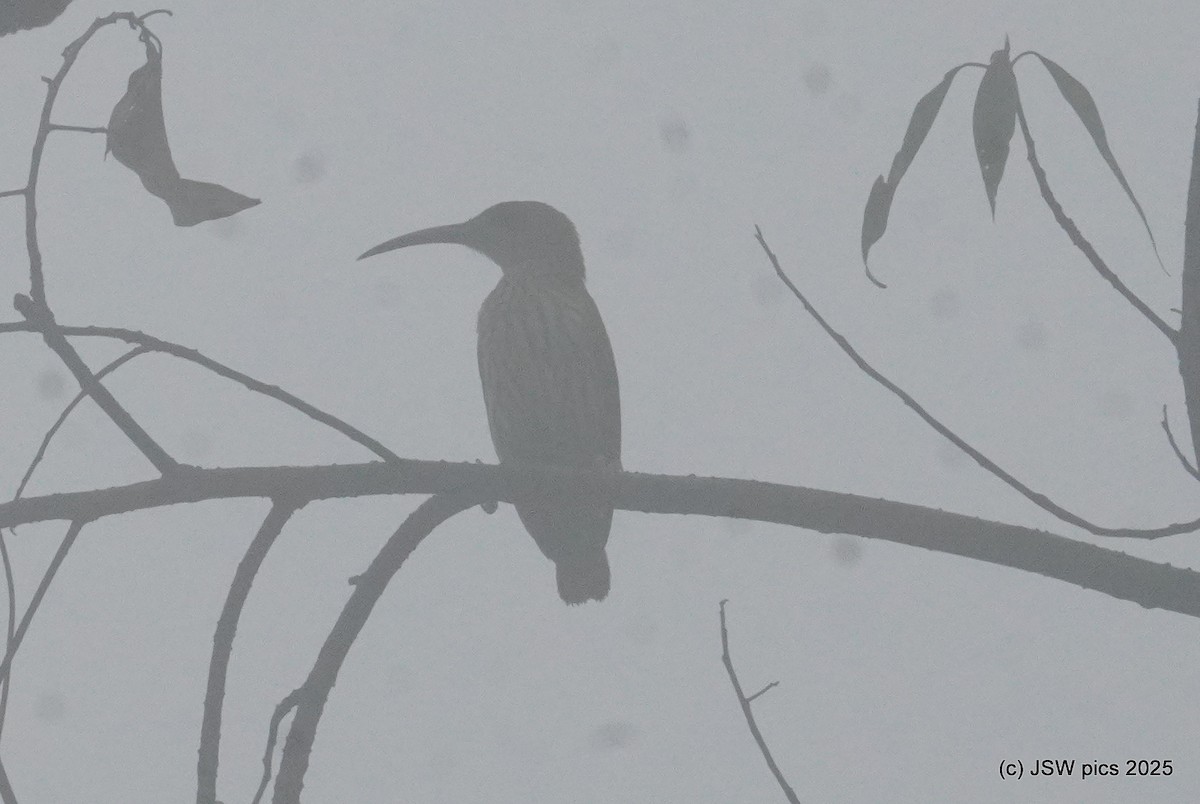 Streaked Spiderhunter - ML637139140