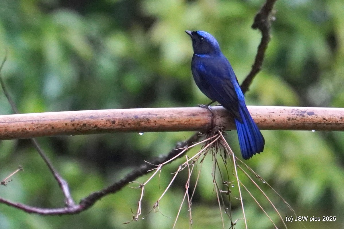 Large Niltava - ML637139155