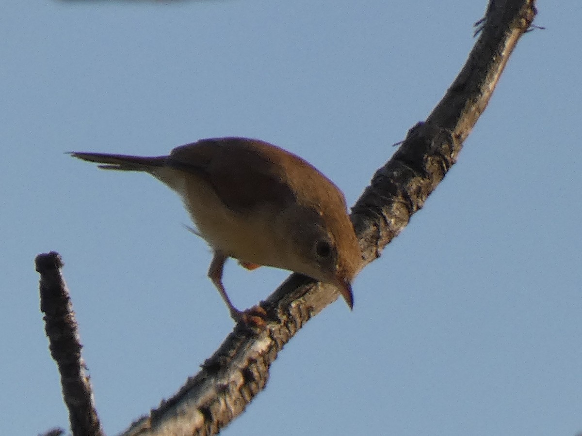 Rufous Cisticola - ML637139290