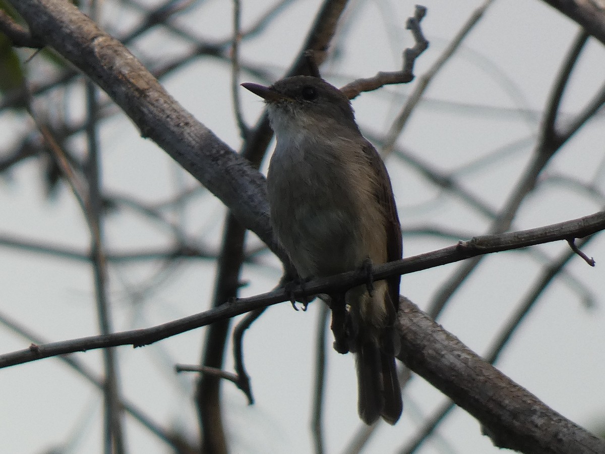 Swamp Flycatcher - ML637139296