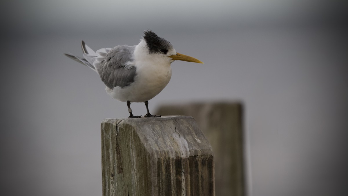 Great Crested Tern - ML637139333