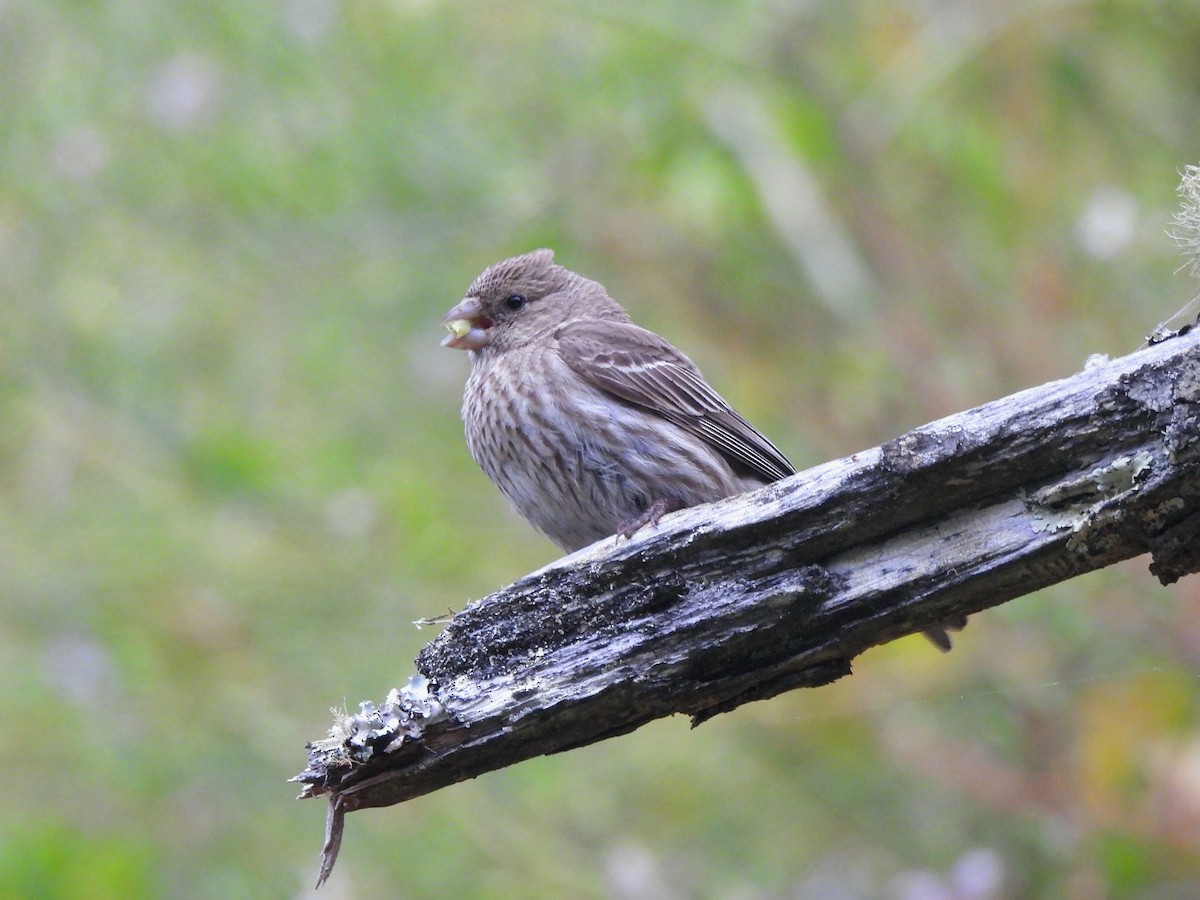 House Finch - ML637139374