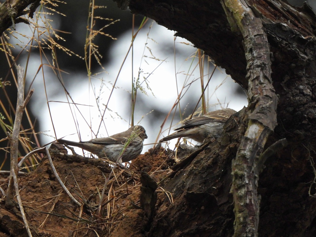 House Finch - ML637139375