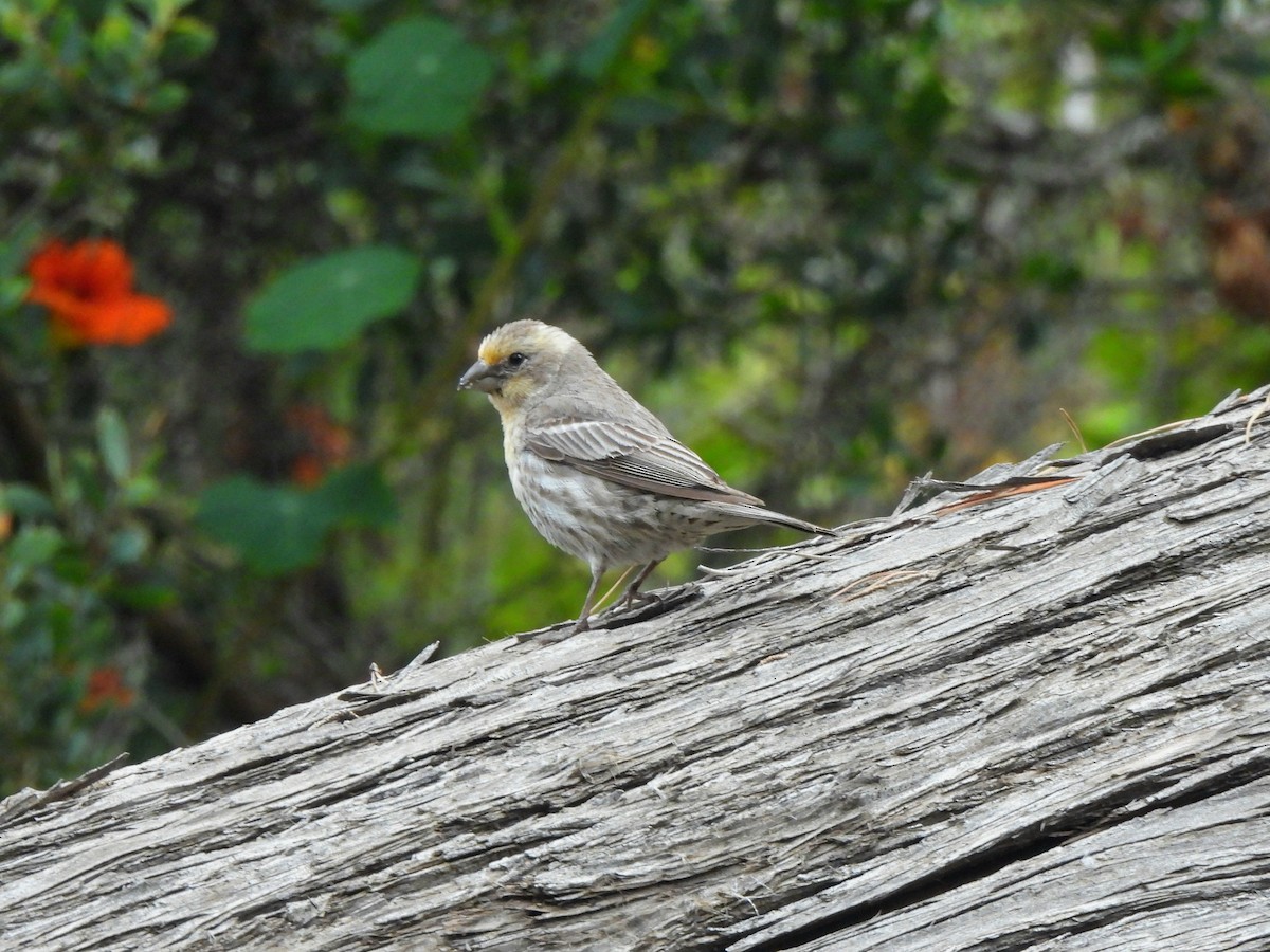 House Finch - ML637139376