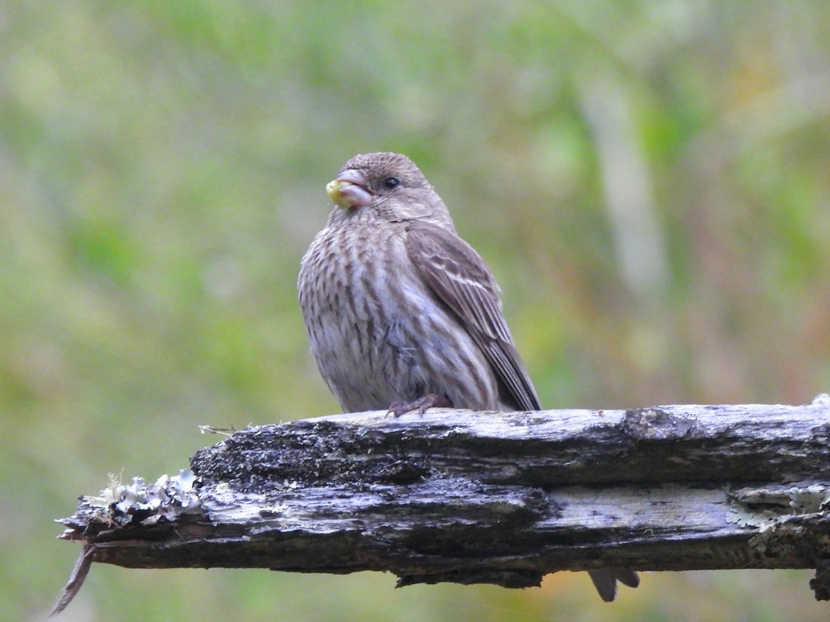House Finch - ML637139377