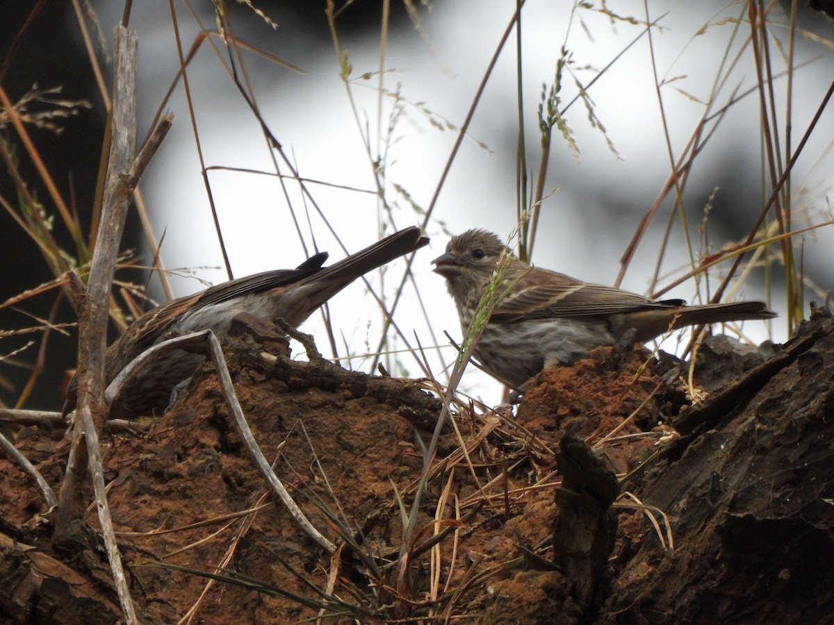 House Finch - ML637139378