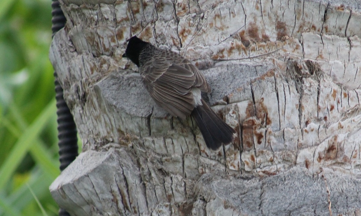 Red-vented Bulbul - ML637139381