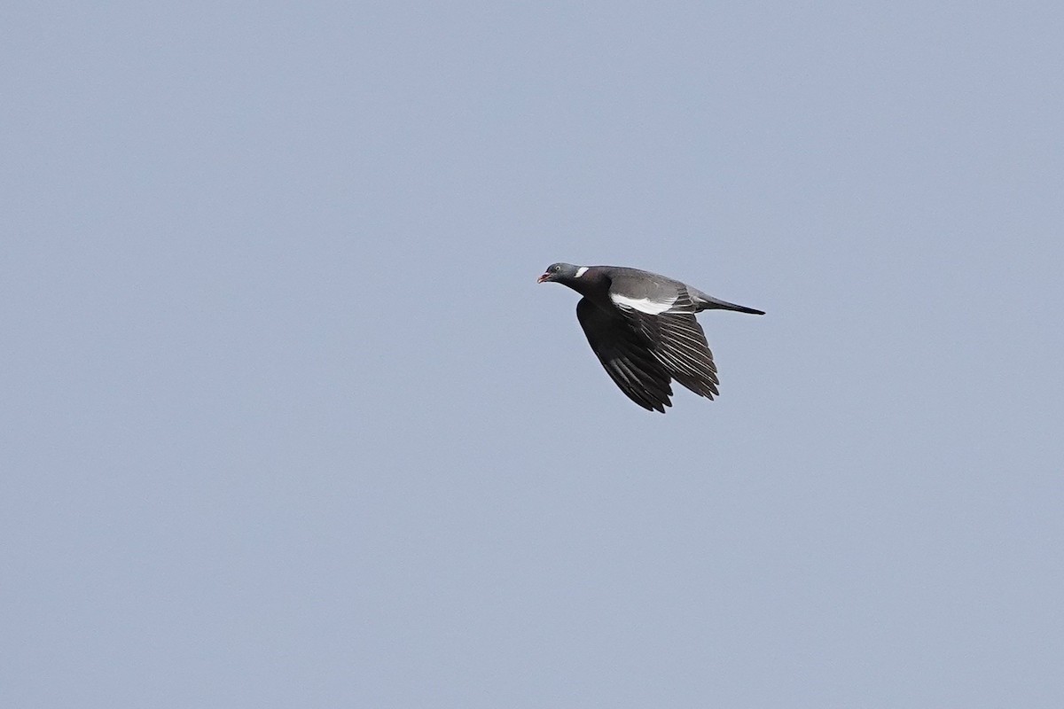 Common Wood-Pigeon - ML637139382