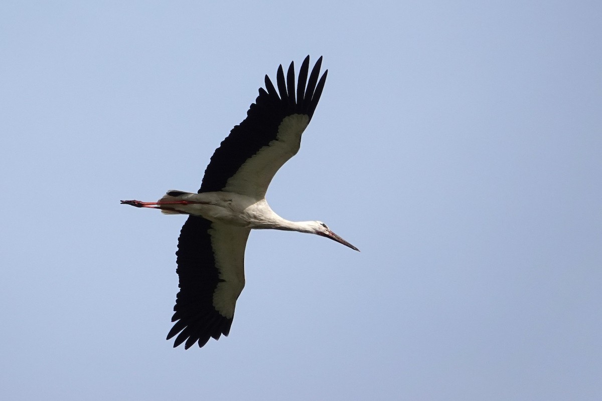 White Stork - ML637139384