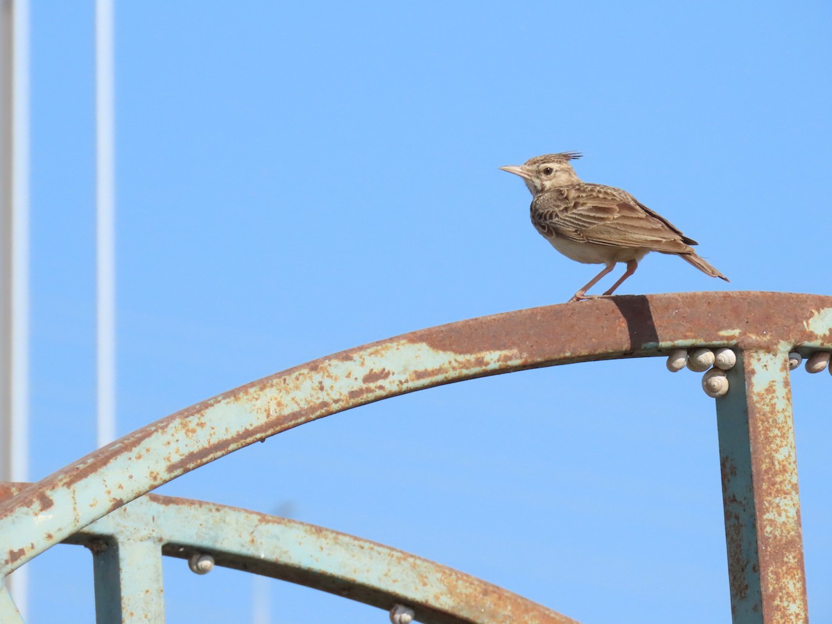Crested Lark - ML637139387