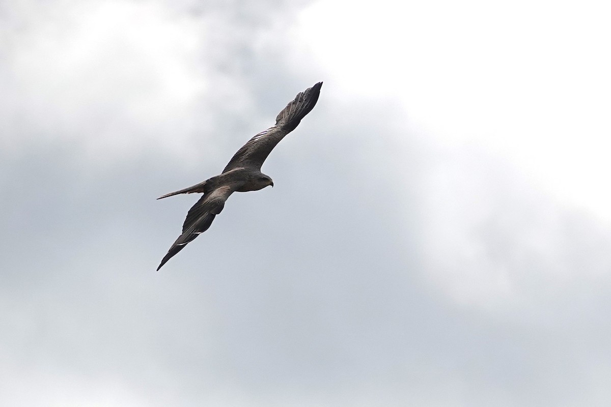 黑鳶 - ML637139388