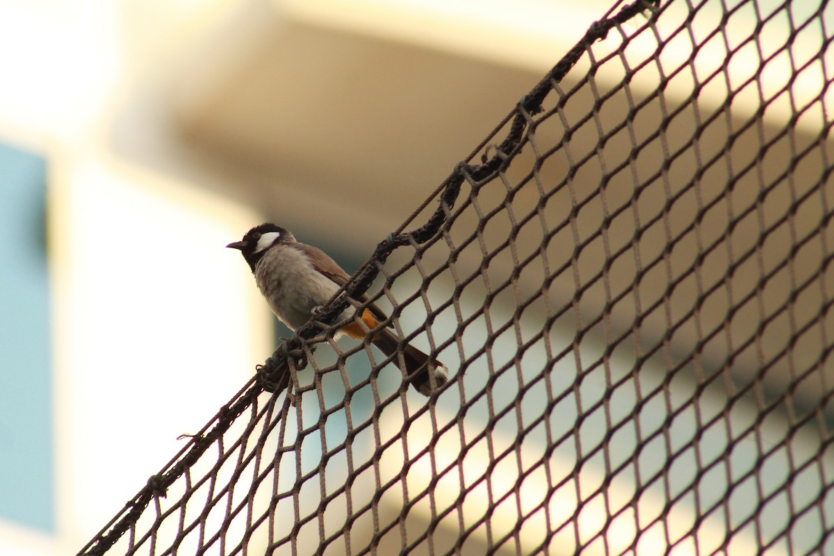White-eared Bulbul - ML637139393