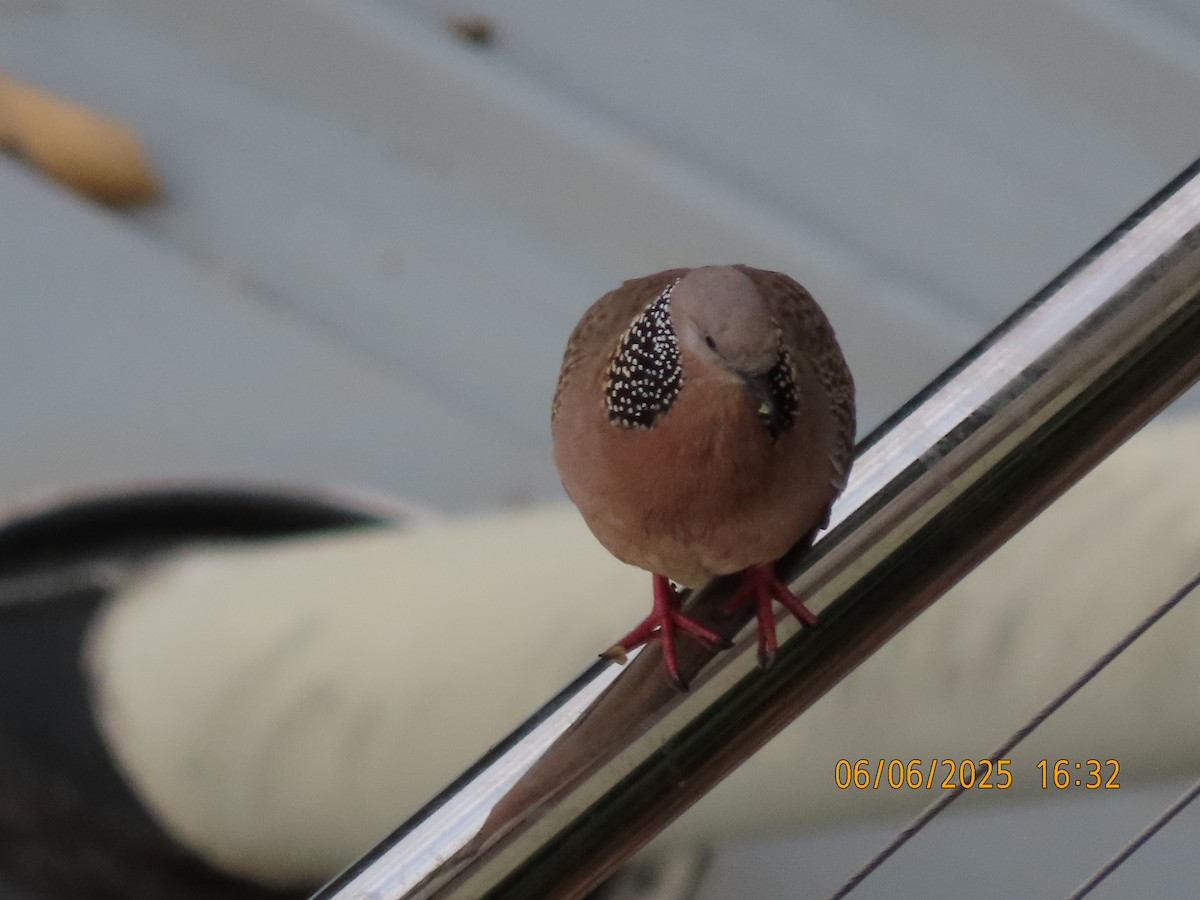 珠頸斑鳩 - ML637139397