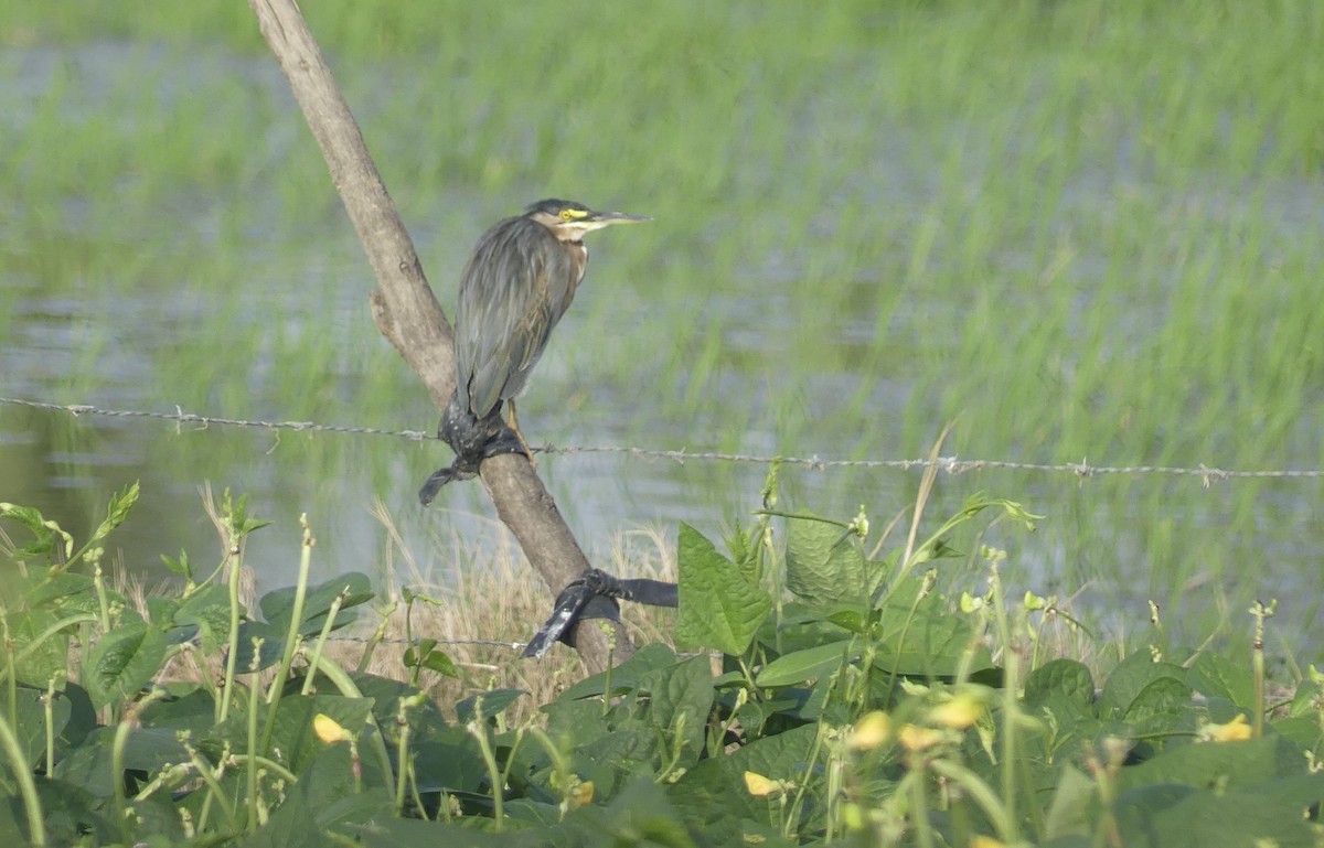 綠簑鷺(striata) - ML637139399