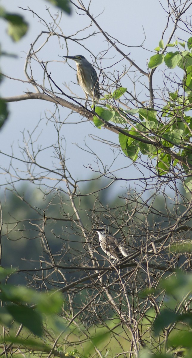 綠簑鷺(striata) - ML637139400