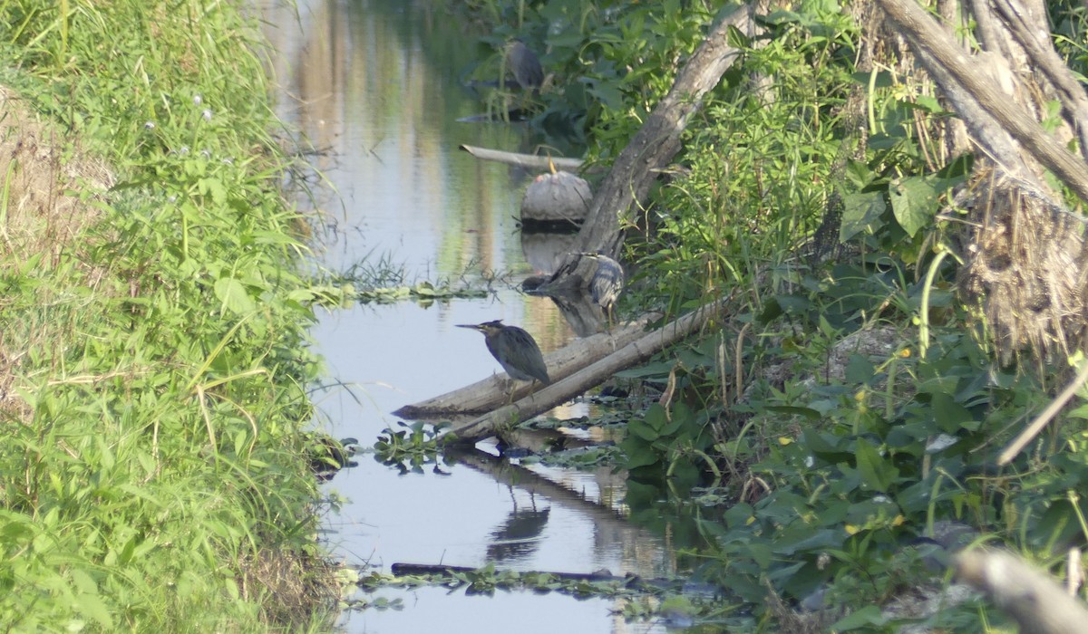綠簑鷺(striata) - ML637139401