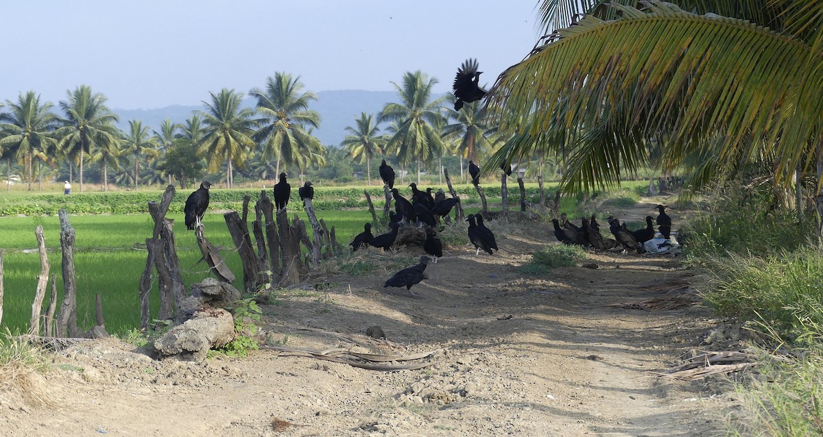 Black Vulture - ML637139405