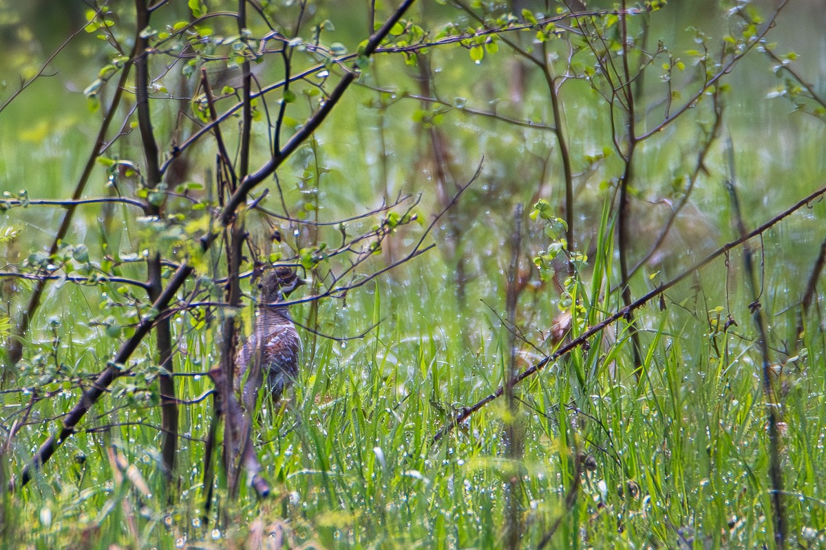 エゾライチョウ - ML637139435