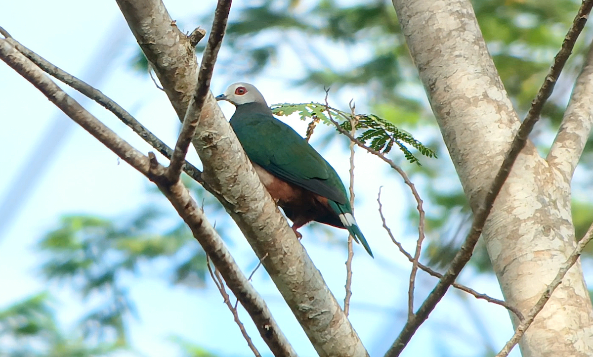 Pink-bellied Imperial-Pigeon - ML637139459