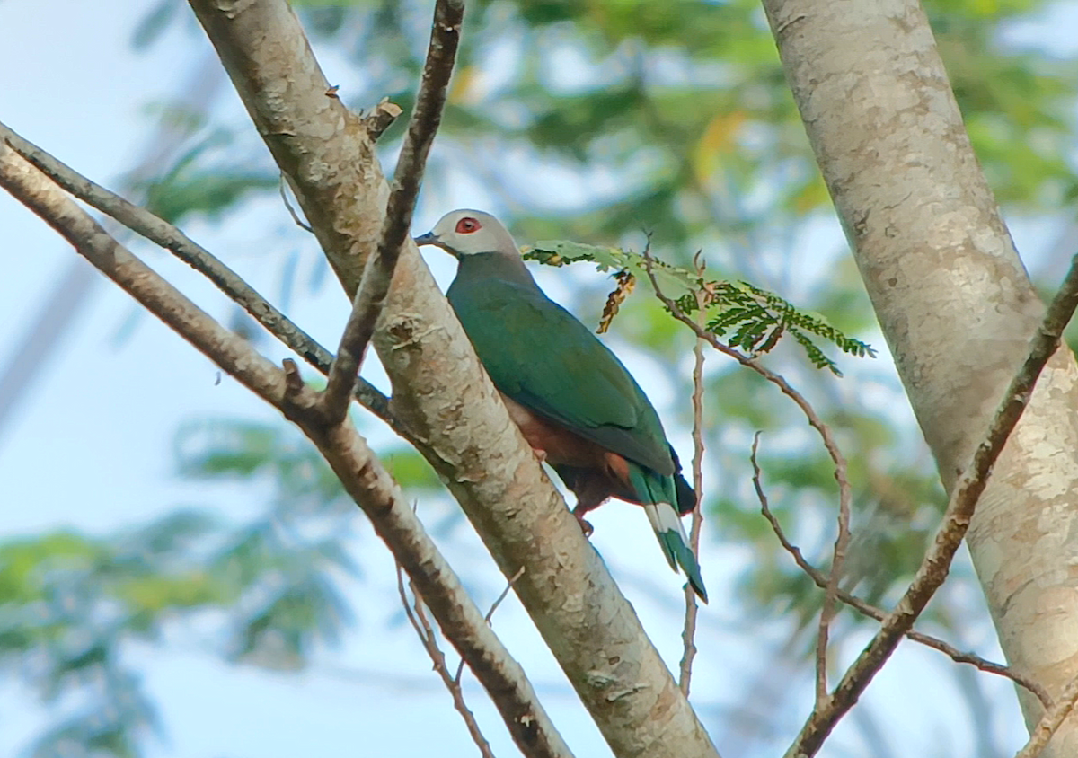 Pink-bellied Imperial-Pigeon - ML637139503
