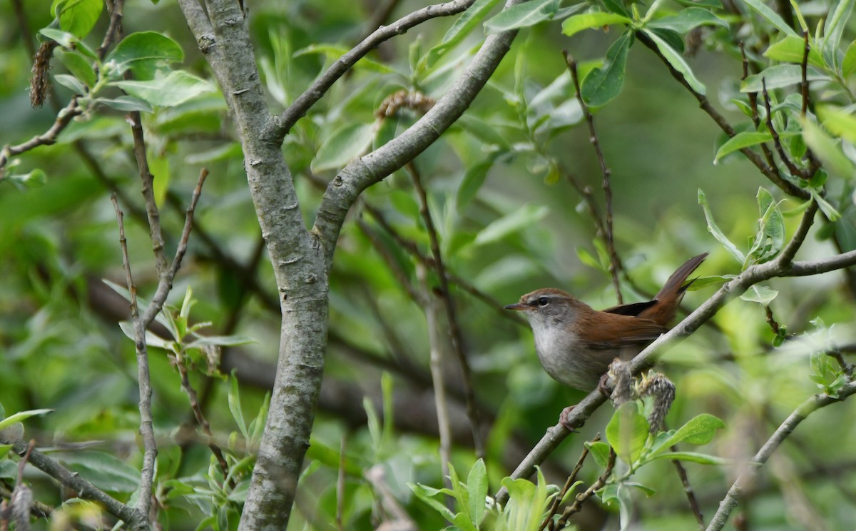 Cetti's Warbler - ML637139546