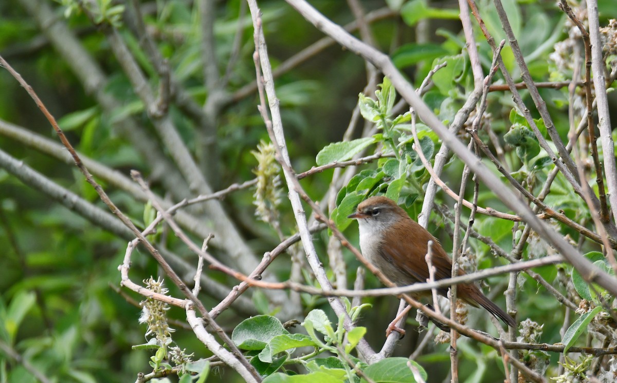 Cetti's Warbler - ML637139547