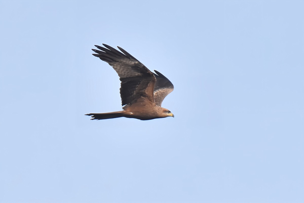Black Kite (Black) - ML637139549