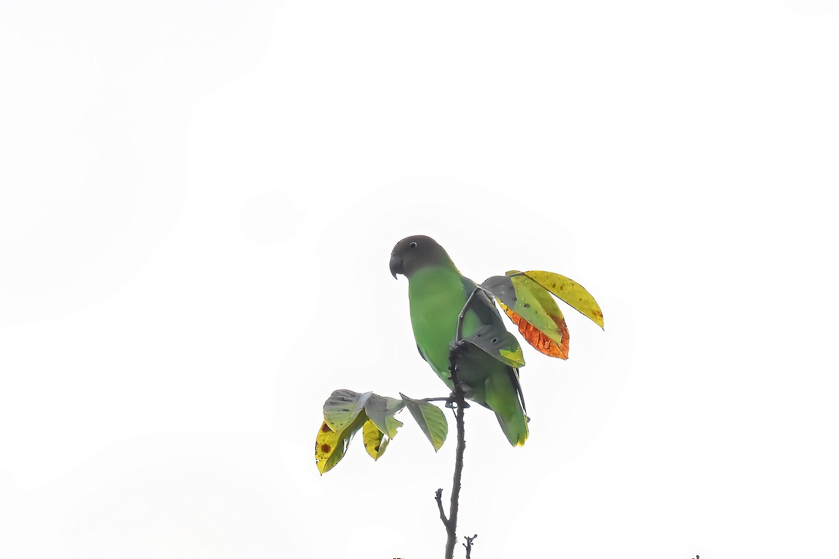 Red-cheeked Parrot - ML637139558