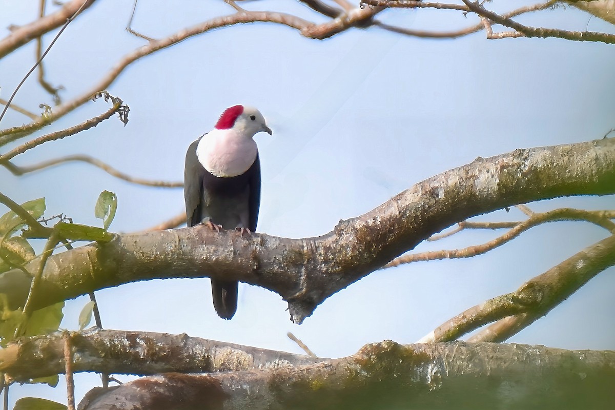 Red-naped Fruit-Dove - ML637139564