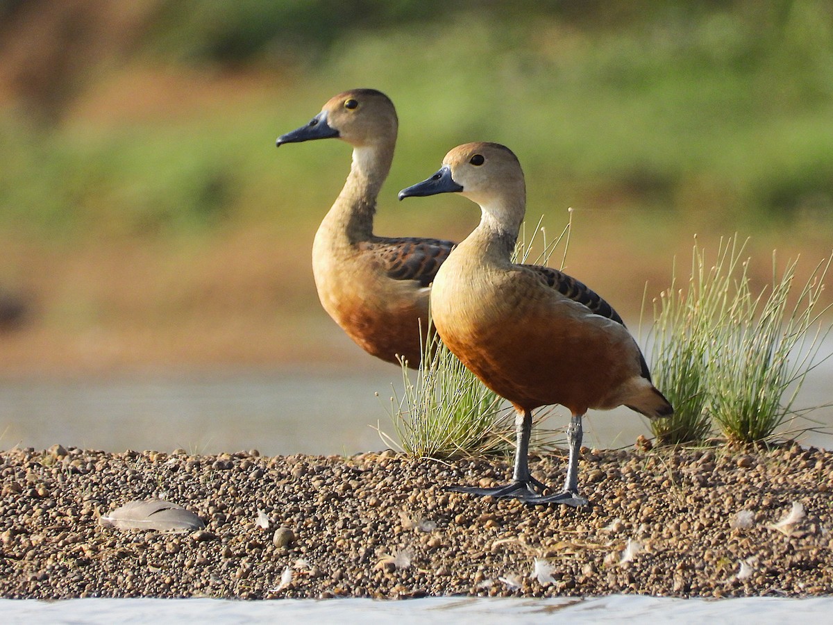 Lesser Whistling-Duck - ML637139570