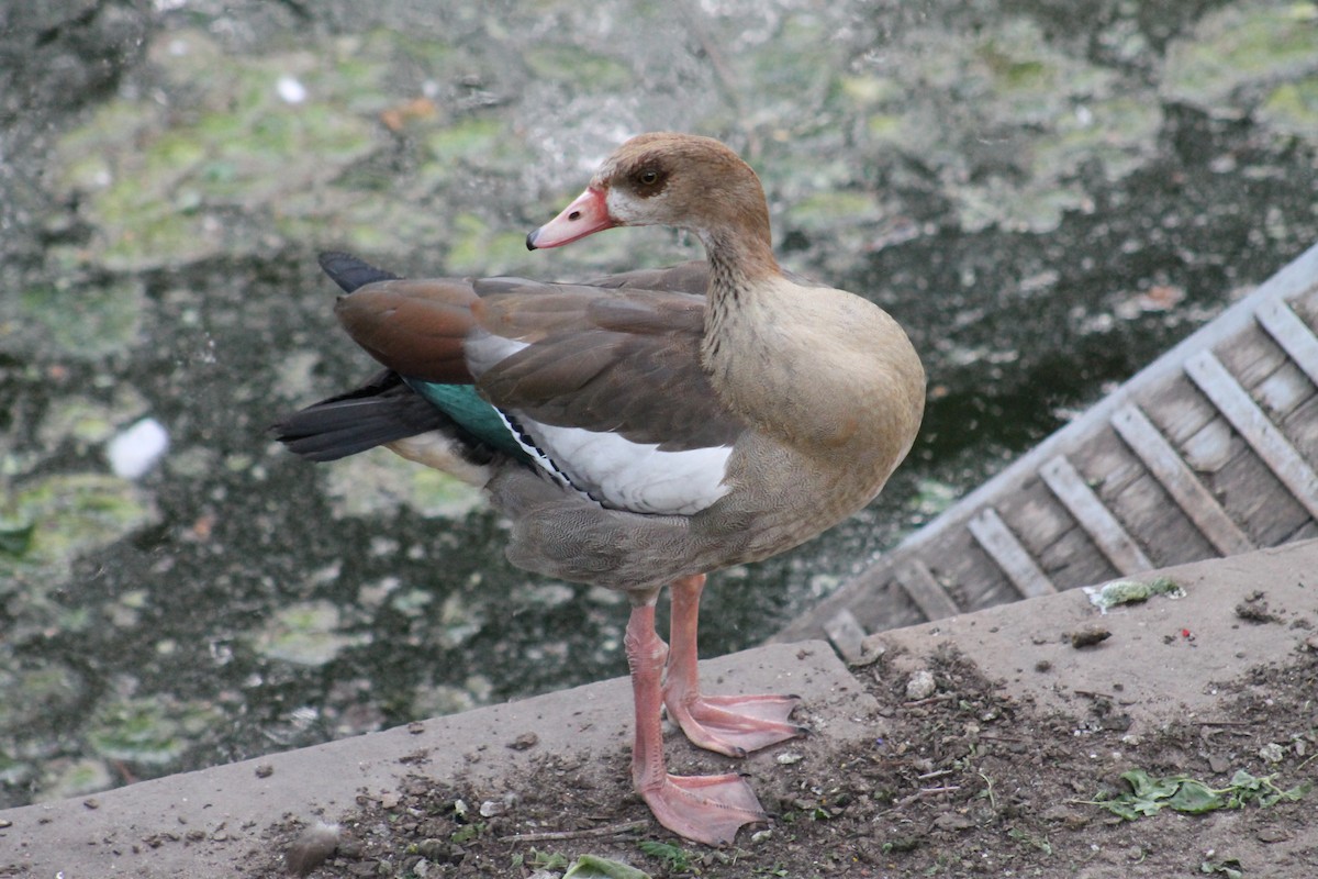 Egyptian Goose - ML637139583