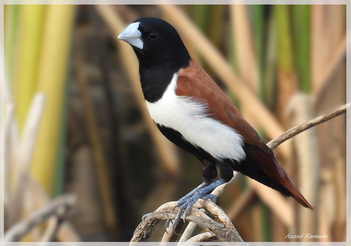 Tricolored Munia - ML637139612