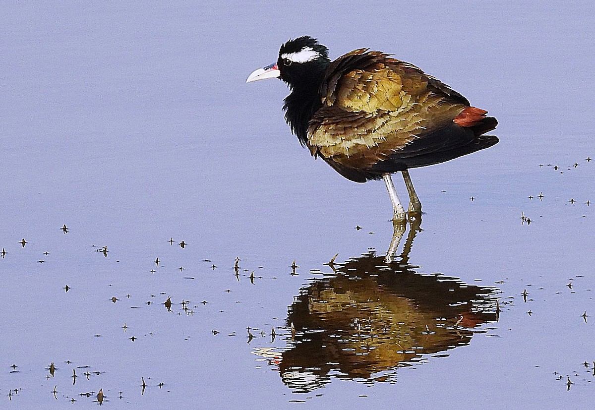 Bronze-winged Jacana - ML637139624