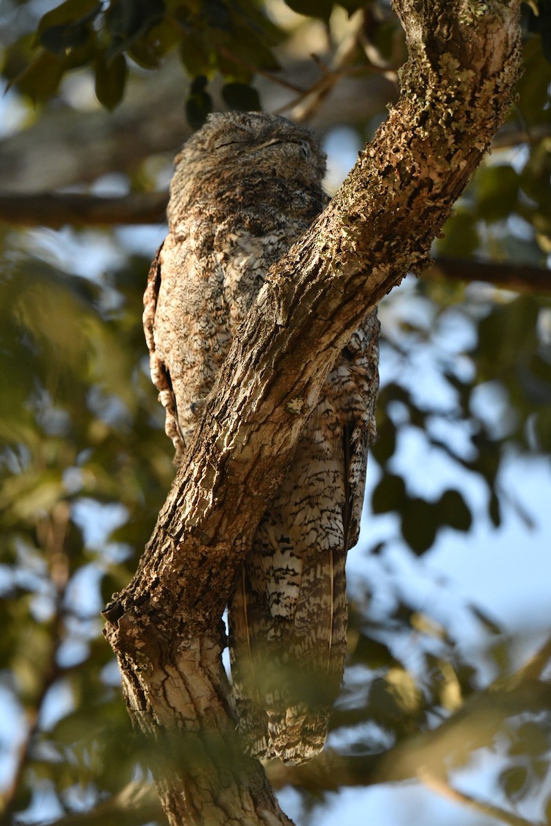 Great Potoo - ML637139663
