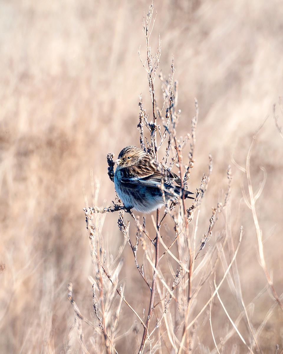 Twite - ML637139724