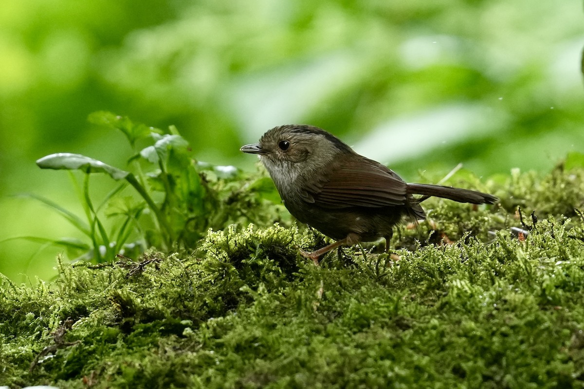 Dusky Fulvetta - ML637139735