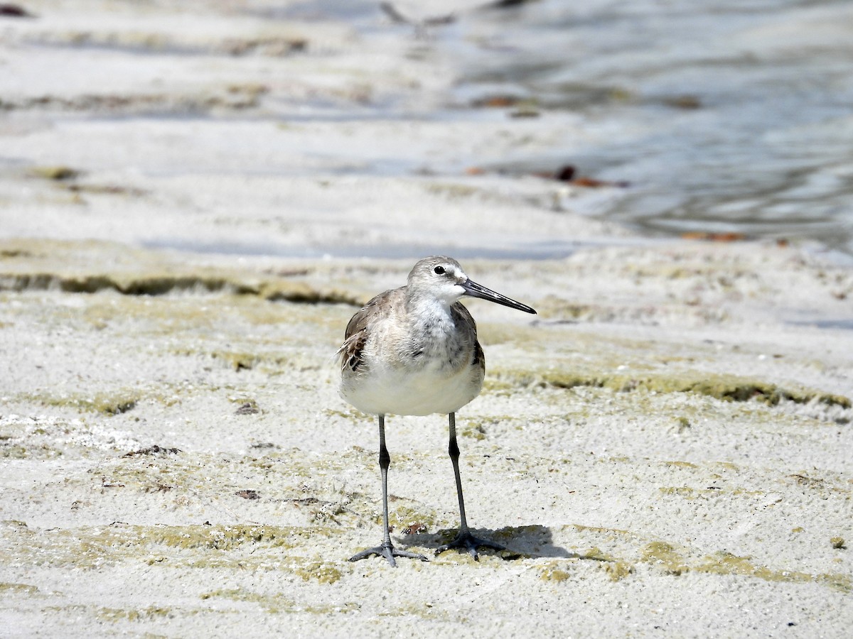 Willet - ML637139755