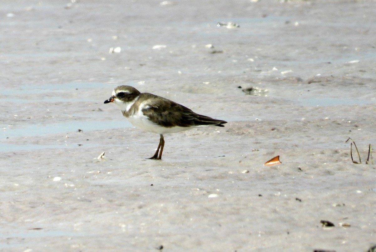 Semipalmated Plover - ML637139822