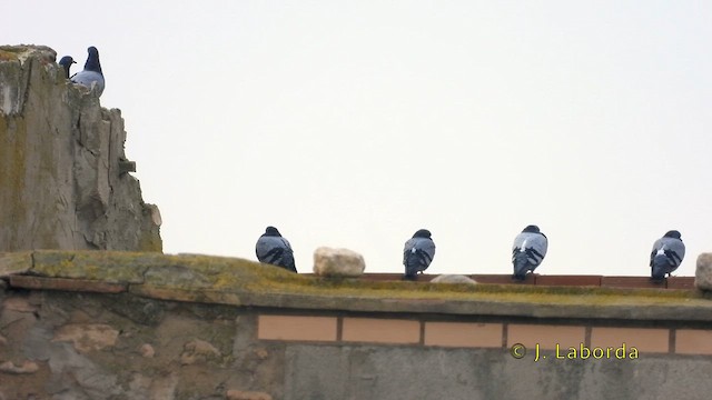Rock Pigeon (Feral Pigeon) - ML637139850