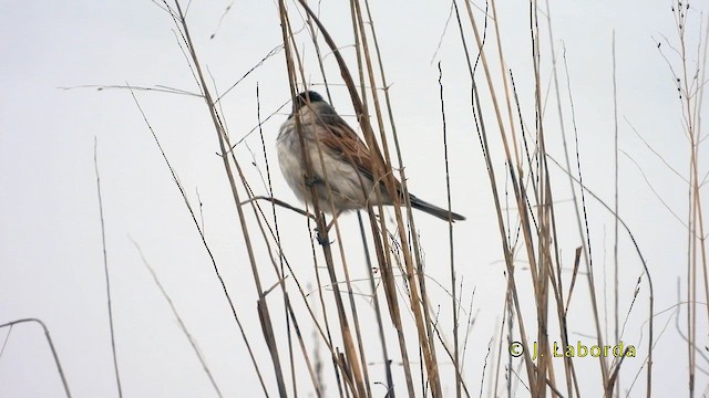 Reed Bunting - ML637139864