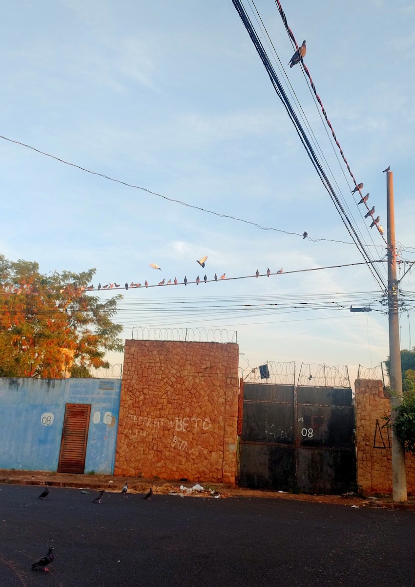 Rock Pigeon (Feral Pigeon) - ML637139898