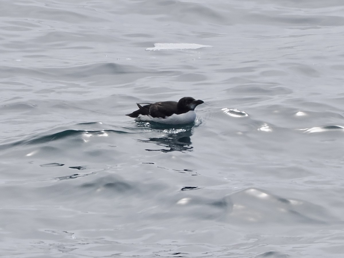 Razorbill - ML637139927