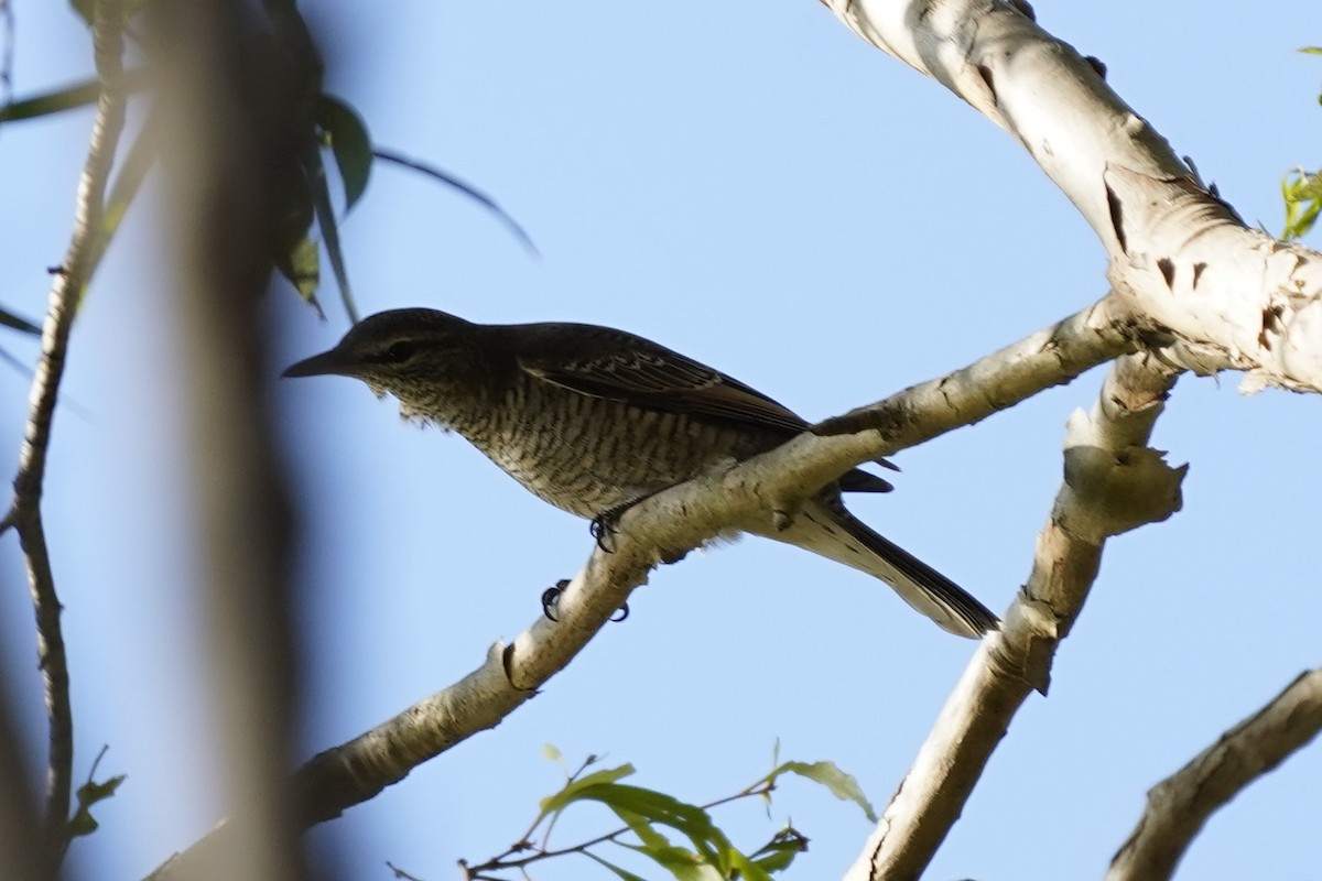 Sahul Cicadabird - ML637140014