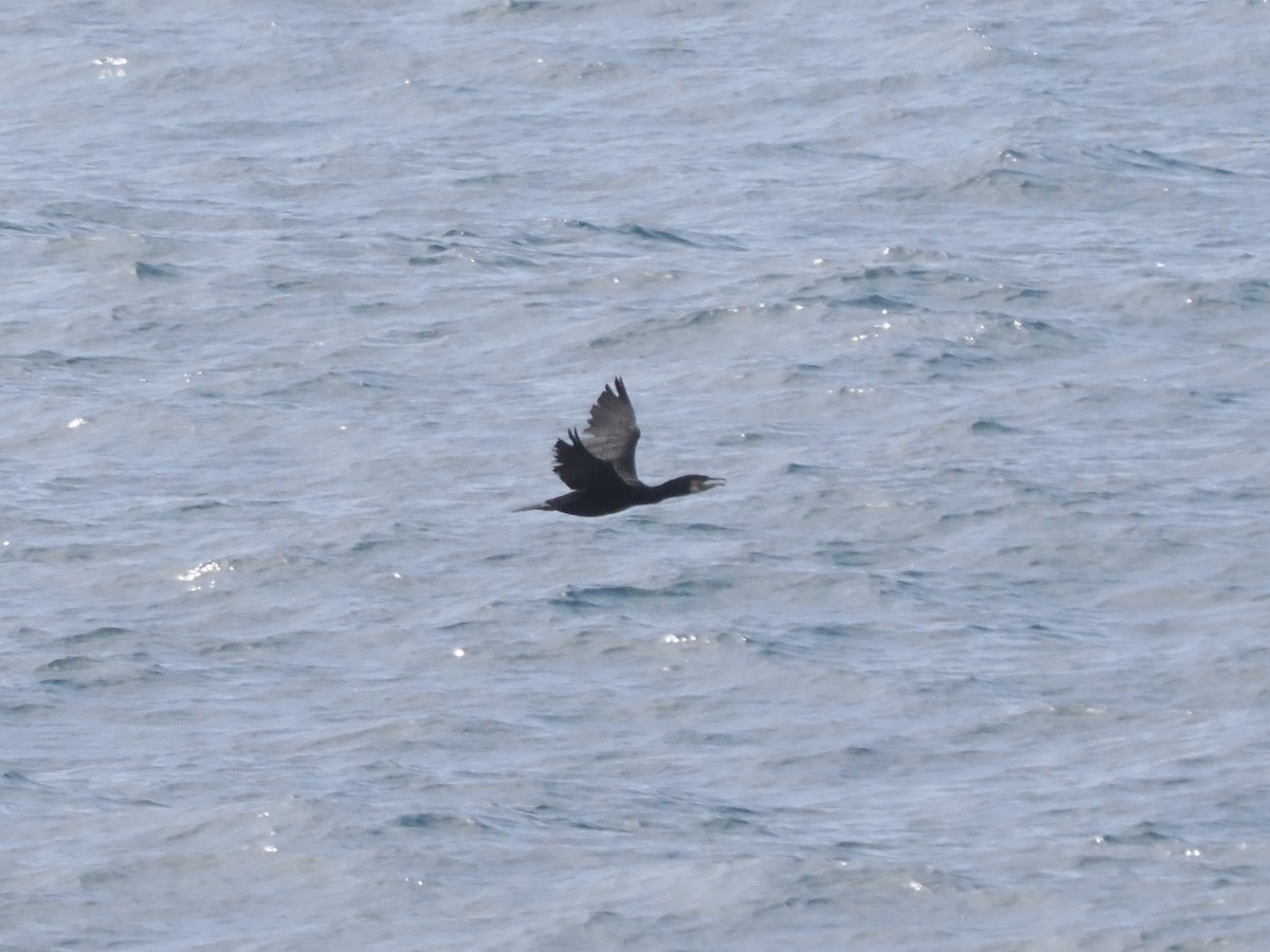 Great Cormorant - ML637140018