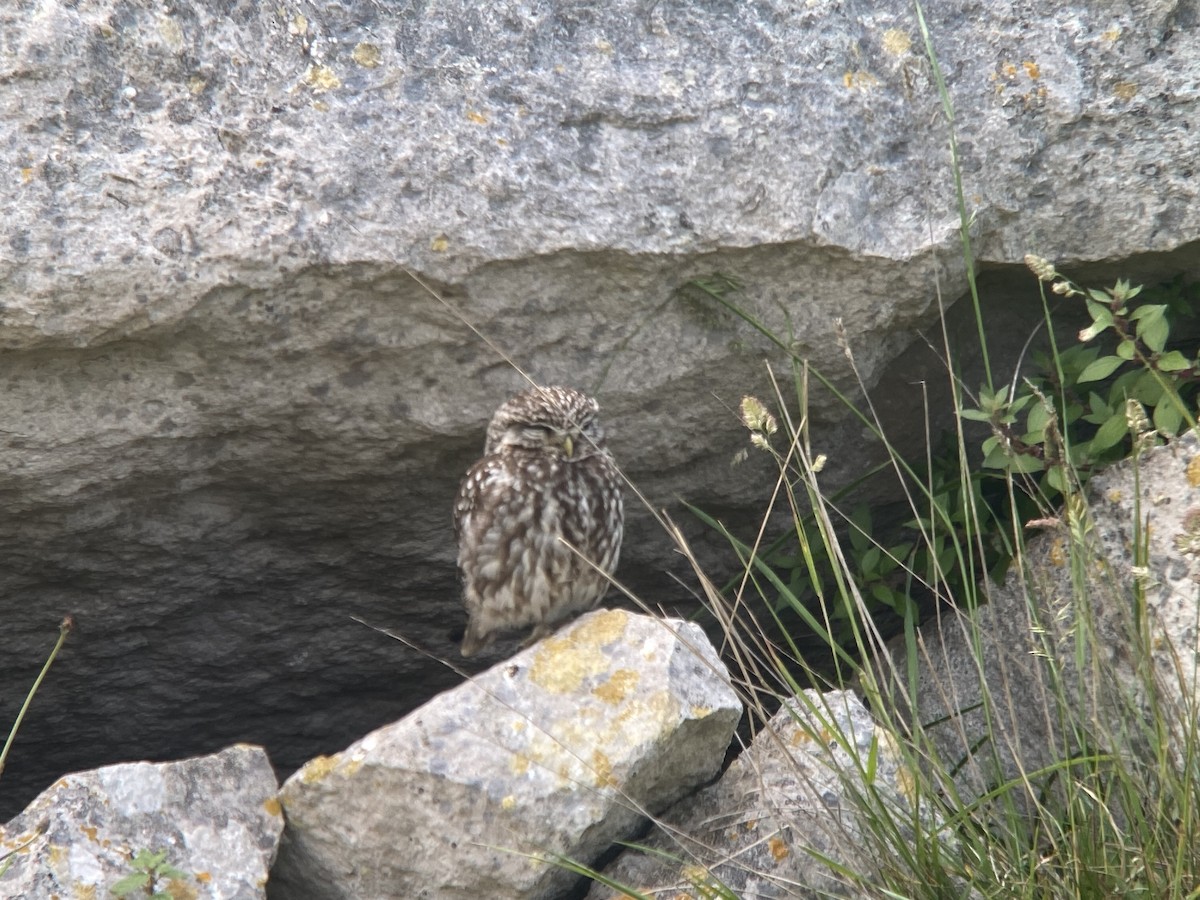 Little Owl - ML637140089