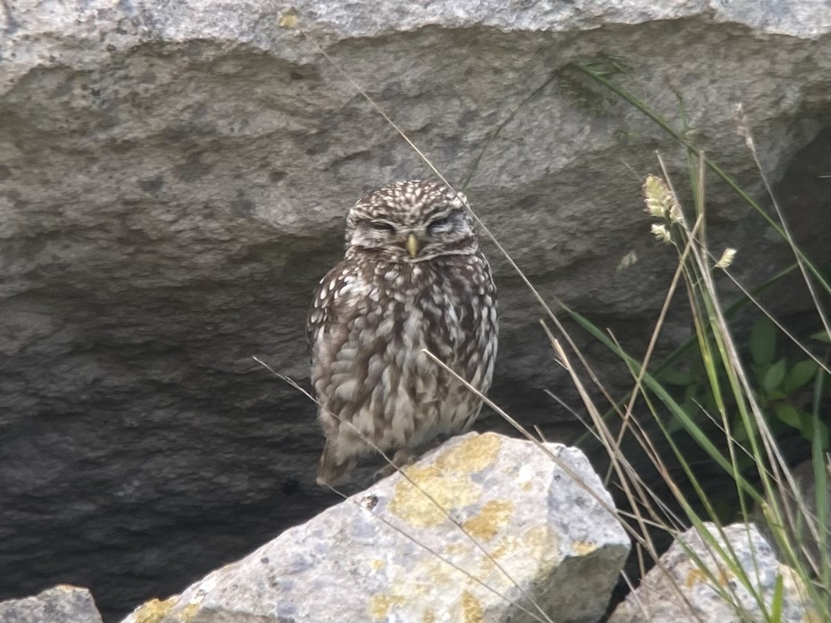Little Owl - ML637140090
