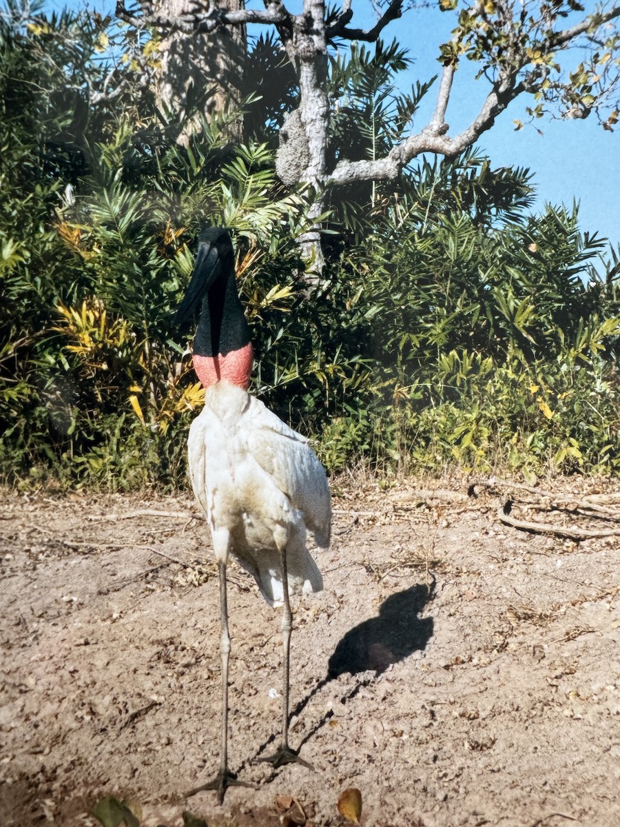 Jabiru - ML637140108
