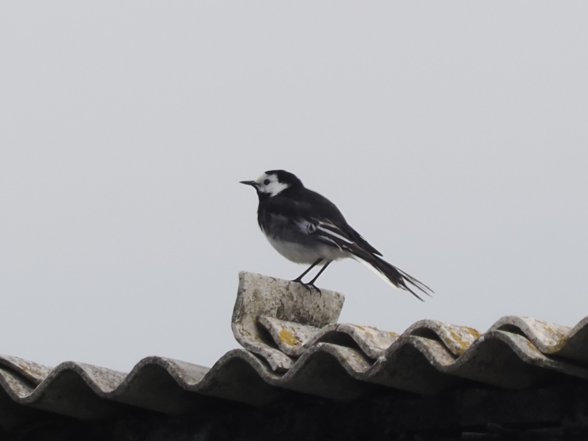 White Wagtail (British) - ML637140129