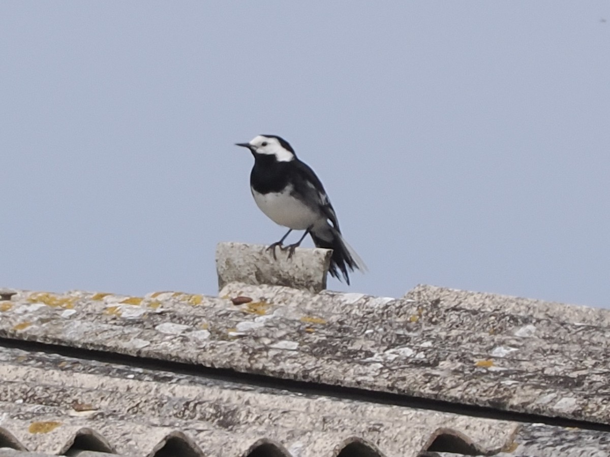 White Wagtail (British) - ML637140131